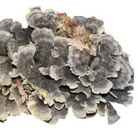 Funghi di coda di tacchino secchi interi di fungo naturale crudo di alta qualità da 1kg