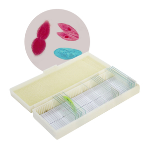 Lames de microscope à paramécie Schizogenèse et <span class=keywords><strong>conjugaison</strong></span> de la paramécie W.M. Spécimen de diapositives éducatives préparées en laboratoire - Product Image 1
