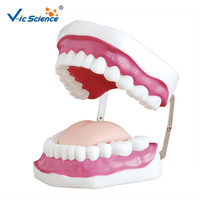 Modelo Dental de 28 Dientes con Aumento 5X, Apertura Bucal Ajustable y Cepillo para Prácticas de Limpieza Dental, CE ISO ROHS CNAS