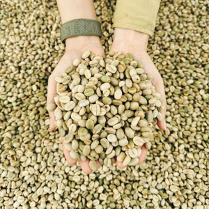 Muestra gratis de café verde Robusta de alta calidad del fabricante de Vietnam - Product Image 3