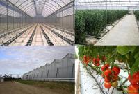 Serre agricole Serre commerciale Serre intelligente à travée unique pour la plantation de tomates