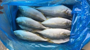 X9396 Pesce Spigola Gialla Congelata Intera, Fornitore Produttore, 500-800g - Product Image 3