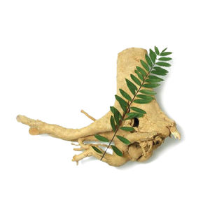 Натуральный растительный экстракт Pasak Bumi, порошок, экстракт 100:1 200:1, чистый, длинный, порошок экстракта Tongkat Ali, самый мощный - Product Image 2