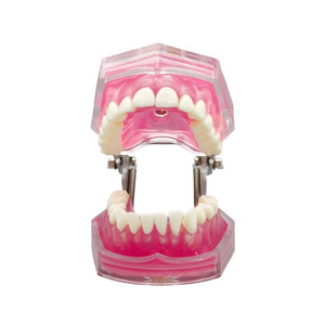 Werks rabatt Weiches Silikon Adult Full Mouth Abnehmbares Zahn modell für medizinische und pädagogische Zwecke - Product Image 3