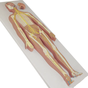 Modelo Anatómico del Sistema Nervioso Craneal para <span class=keywords><strong>Ciencias</strong></span> Médicas, Maniquí de PVC Plástico para Prácticas Médicas y Uso Escolar, CE/ISO - Product Image 2