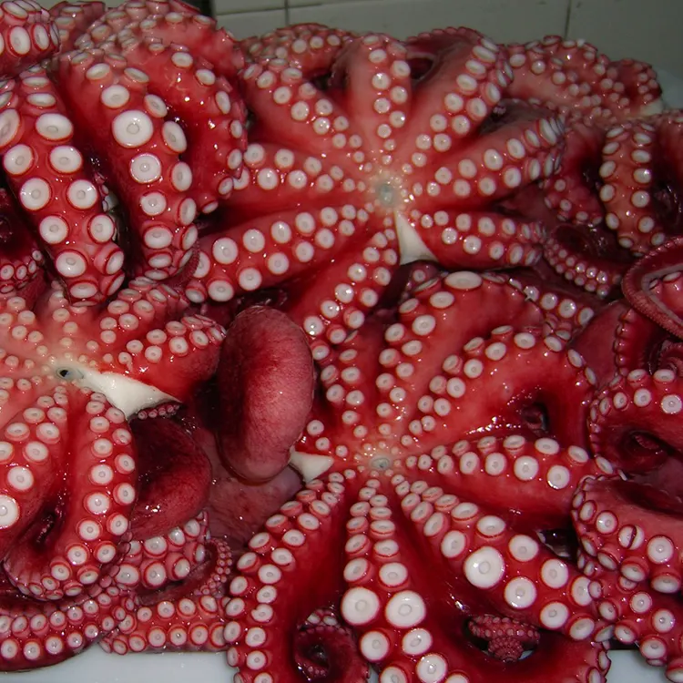 China New arrival fresh frozen small baby octopus for sale