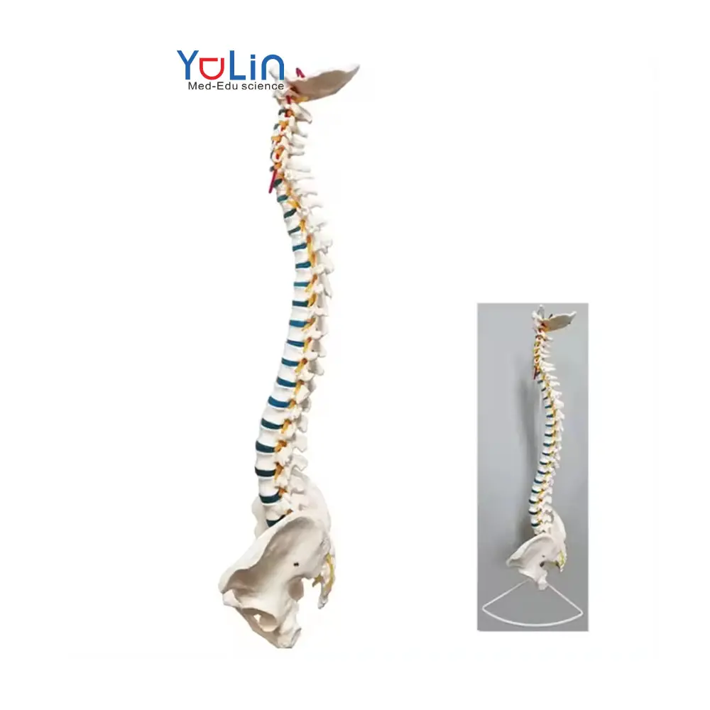 Certificato di scienza medica testa del bacino della colonna vertebrale a grandezza naturale del femore e dei nervi spinali con modello di anatomia della colonna vertebrale muscolare