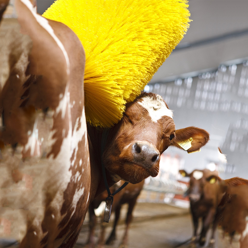Scratching Dairy Farm Cow Cleaning Brush Electric Automatic