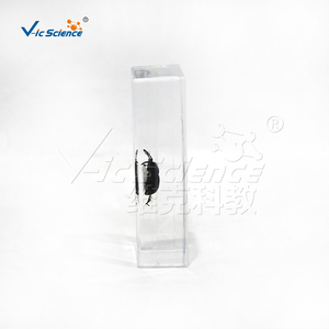 Especímen transparente de gusano del pino en plástico, muestra real de coleóptero plagasario para la enseñanza de biología CE/ISO/ROHS/CNAS - Product Image 1