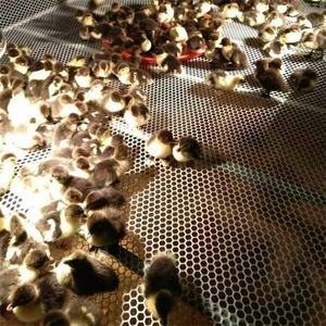 Red de Seguridad Plástica para Balcón, Venta <span class=keywords><strong>Directa</strong></span> de Fábrica en China - Product Image 4