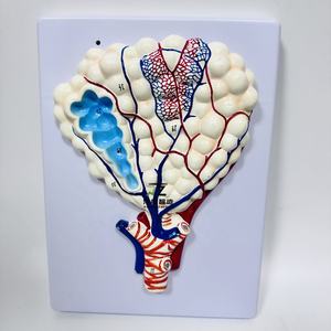 Modelo médico de pulmón Anatomía humana Modelo de alivio agrandado alveolar - Product Image 3