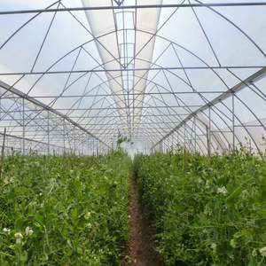 Serra idroponica tropicale con tetto a ombrello e ventilazione, serra multispan per clima tropicale, serra a tunnel 4 stagioni - Product Image 6