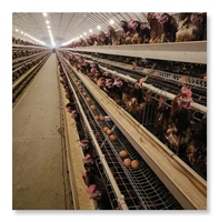 Nouvelles cages à poulets de couche de batterie de type A pour les cages à volaille de ferme de poulets de 1000 couches
