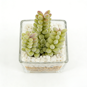Plante artificielle réaliste à 3 têtes de baies succulentes, faux fruits dans un pot en verre avec galets, décoration naturelle pour la maison - Product Image 2