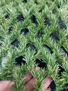 <span class=keywords><strong>Malla</strong></span> Híbrida MCG para Protección de Césped en Cortadoras Robóticas, Alfombra Reforzada para Césped Natural, Venta Directa de Fábrica al Por Mayor - Product Image 5