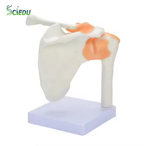SCIEDU Modelo de Hombro Humano 1:1 de PVC para Anatomía, Ortopedia Deportiva, Enseñanza <span class=keywords><strong>del</strong></span> Dolor, Esqueleto y Ligamentos - Product Image 1