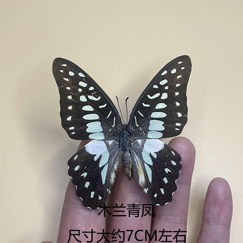 Phénix vert magnolia