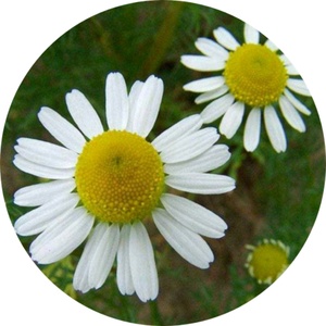 Cápsulas de Manzanilla Orgánica al por Mayor, Cápsulas de Flores de Manzanilla para Apoyo Inmunológico, Cápsulas de Manzanilla para Hombres y Mujeres - Product Image 3