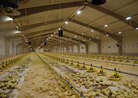 2024 Structures en acier portables de conception moderne pour l'élevage de volailles poulet vache mouton porc Cages équipement d'élevage bâtiment agricole