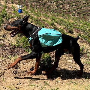 Mochila Multifuncional de Nailon para Perros Grandes - Bolsa de Viaje para Senderismo al Aire Libre - Product Image 4