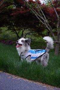 Gilet universel quatre saisons pour chien et chat, vêtements pour animaux de compagnie de petite, moyenne et grande taille, Teddy Bitter Bear Fadou, produits pour animaux de compagnie respirants - Product Image 6