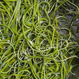 สาหร่ายทะเลเค็มคุณภาพสูงที่เก็บเกี่ยวได้อย่างยั่งยืนจากน้ำทะเลที่สะอาด - Product Image 6