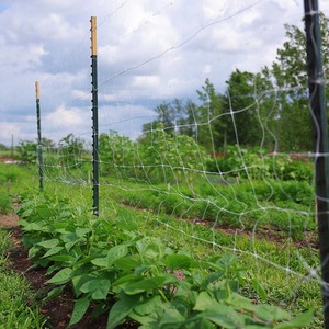 Filet de soutien robuste pour plantes, légumes et fleurs, <span class=keywords><strong>treillis</strong></span> pour concombres - Product Image 5
