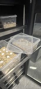 Nueva incubadora de reptiles de alta calidad con pantalla táctil inteligente y sensor de humedad para huevos de tortuga - Product Image 5