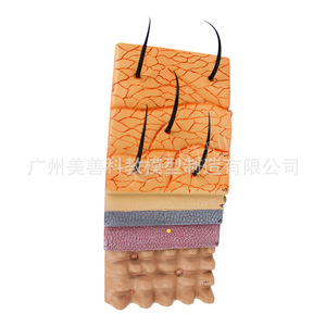 Modèle tridimensionnel anatomique et cosmétique magnifié de la structure du tissu cutané humain ; modèle de coupe transversale de la peau - Product Image 3
