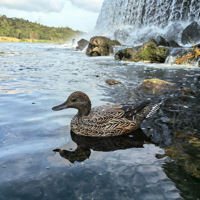 Leurre de canard avec système sonore intégré pour la chasse, équipement extérieur aquatique, flottant en EVA 3D réaliste