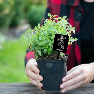 24 étiquettes de plantes en acrylique, 12 styles, marqueurs d'herbes de jardin, étiquettes de piquets pour plantes, étiquettes noires imperméables pour jardin intérieur et extérieur - Product Image 5