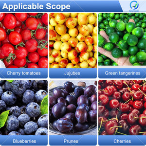 Machine de tri et de classement des fruits et légumes OCEAN, qualité industrielle, pour olives, citrons, pommes de terre, tomates, lavage et tri - Product Image 6