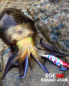 2026 <span class=keywords><strong>GAMA</strong></span> Vente en gros de haute qualité 3.5 #    Egi Squid Jigs, leurres en bois pour calamar, crevettes, poulpes, seiches, pêche en mer, hameçons pour calamar - Product Image 6