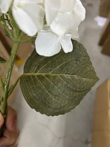 高品质小型乳胶短绣球花人造真触感白色绣球花出售 - Product Image 6