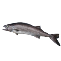 Poisson blanc entier de haute qualité 100% surgelé, poisson gras brut éviscéré et nettoyé de haute mer, IQF, emballé sous vide, exportation de Singapour, fournisseur en gros