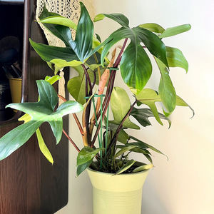 Haihua Balcony Flower Rack <b>Plastic</b> <b>Bracket</b> Plant Pot Support Rod Anti Falling Leaf Protection Green Three Piece Set - Product Image 1