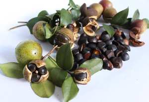 <span class=keywords><strong>Engrais</strong></span> organique granulaire à base de farine de graines de thé à haute teneur en saponine (15%-18%) 25 kg pour tuer les escargots et les parasites dans l'élevage de crabes et de homards - Product Image 5