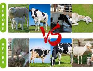 OEM & ODM Poudre de complément alimentaire pour bovins et ovins, riche en protéines, marque privée, améliore la production et la qualité du lait - Product Image 4