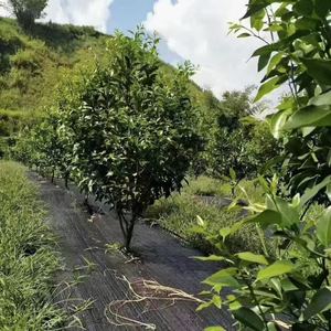 מוצרים חקלאיים בקרת עשב מחצלת נארוג מטגן פלסטיק נוף בד קרקע - Product Image 1