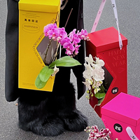 Boîte cadeau esthétique écologique et recyclable personnalisée pour fleurs, avec motif ajouré, facile à transporter, en carton ondulé robuste pour les festivals