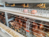 Poulailler Élevage de volailles cage à poulets de type h avec contrôle automatique de la température