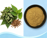 Extrait de marrue 70 % Silice, poudre d'Urtica Dioica testée HPLC, certifiée GMP, vente en gros, matière première nutraceutique en vrac, OEM ODM à base de plantes