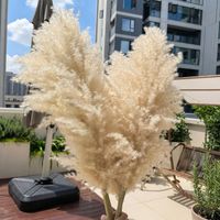 Vente directe d'usine : Fleurs séchées naturelles, grandes plumes d'herbe de la pampa beige pour la décoration de la maison et des mariages