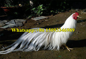 Machine de traitement de la volaille pour abattoir / machine à épiler les oiseaux domestiques, cailles, colombes / machine à enlever les poils de <span class=keywords><strong>lapin</strong></span> - Product Image 6