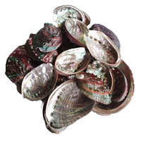Coquillages d'Abalone Chinois Naturels Décoration de Plage Coquillages Paua Remplissage de Bassin à Poissons