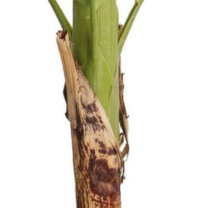 <span class=keywords><strong>Bananier</strong></span> artificiel de 86cm en plastique de haute qualité pour décoration de jardin intérieur/extérieur, fait à la main, UV - Product Image 4