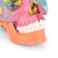 Modelo de Cráneo Humano Desmontable de 15 Partes a Escala 2:1 de Medeasy, Modelo Anatómico de Cráneo Médico de Tamaño Mini