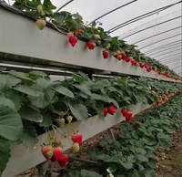 Gouttière de culture verticale en PVC haute rigidité pour fraises, idéale pour serres domestiques