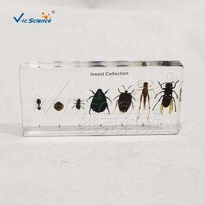 Insecto en Resina, Espécimen de Colección de Insectos, Pisapapeles, Araña Preservada - Product Image 5