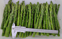 Asperges surgelées IQF certifiées HALAL, qualité supérieure, pour l'exportation, la vente en gros et au détail (OEM/ODM)